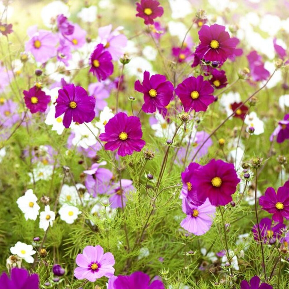 Meet your Posher, Hanna